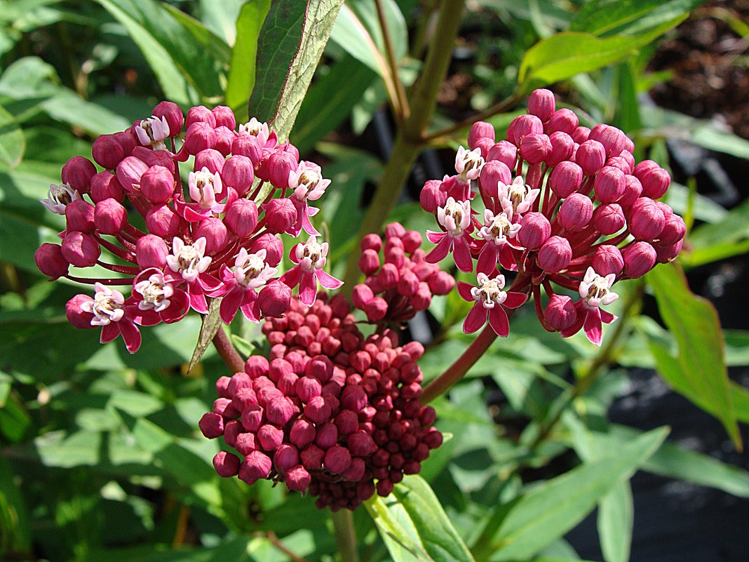 Asclepias incarnata 'Cinderella' / Ваточник темно-красный 'Cinderella' - laana laadas