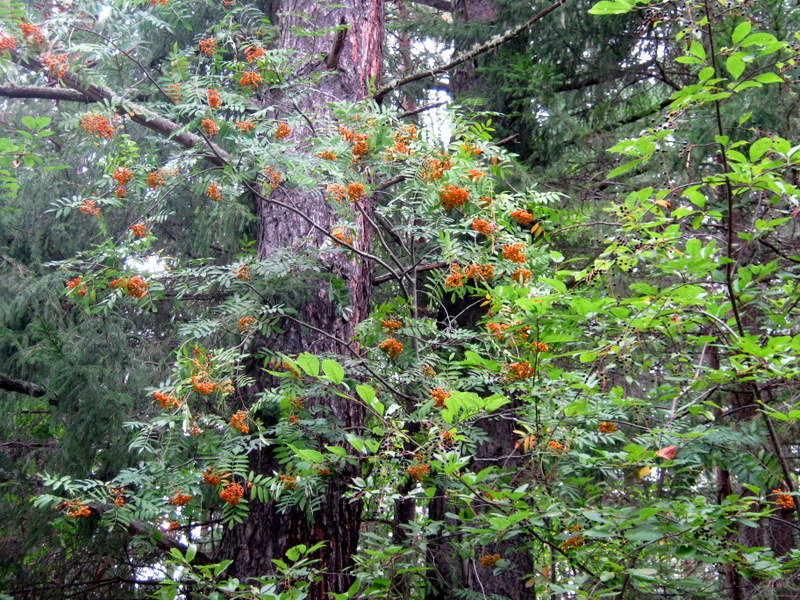 Рябиновые бусы... - Любовь Иванова