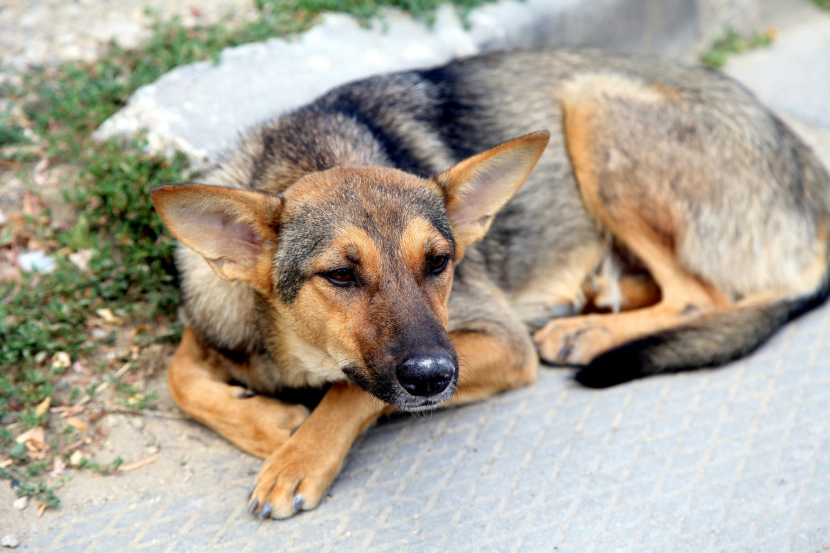 Сиеста - Ирина Фирсова Сиеста - Ирина Фирсова