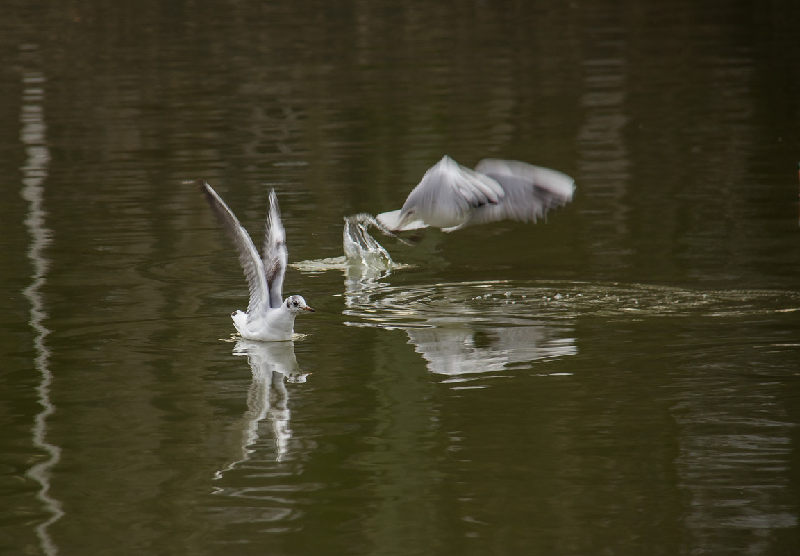 20130413_4 - Дмитрий Давыдов