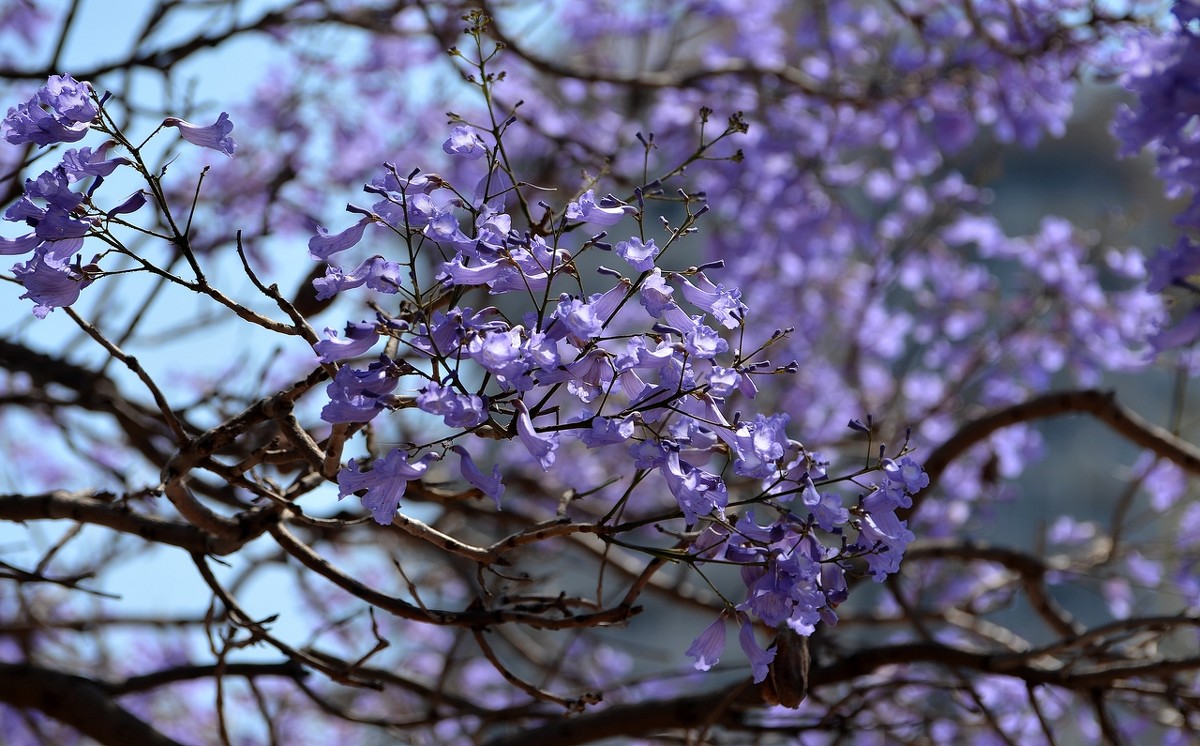 23.04.13  Цветет джакаранда, Jacaranda mimosifolia - Борис Ржевский