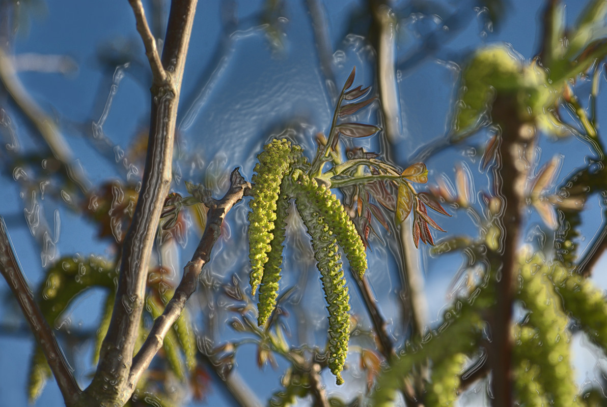 ЕЩЁ ОДНА ПЛАСТЕЛИНОВАЯ...В ОБЩЕМ- ОРЕХ ЦВЕТЁТ - ira mashura ЕЩЁ ОДНА ПЛАСТЕЛИНОВАЯ...В ОБЩЕМ- ОРЕХ ЦВЕТЁТ - ira mashura