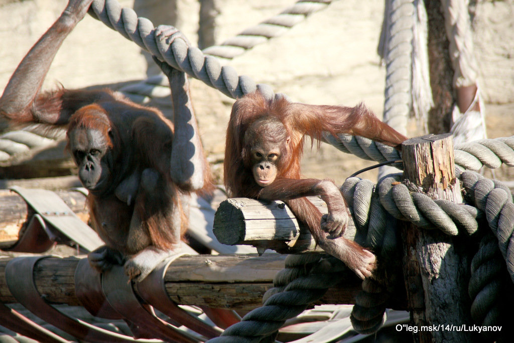 кто на кого смотрит - Олег Лукьянов кто на кого смотрит - Олег Лукьянов