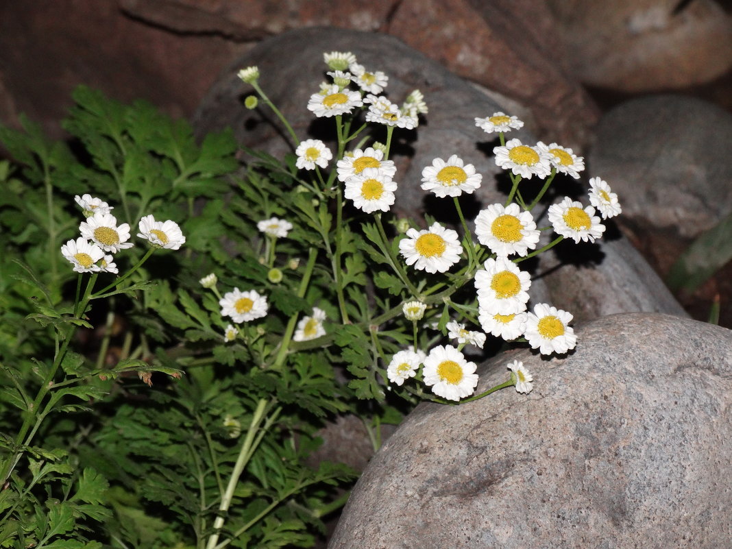 Зарисовки в вечернем саду... - Тамара (st.tamara)