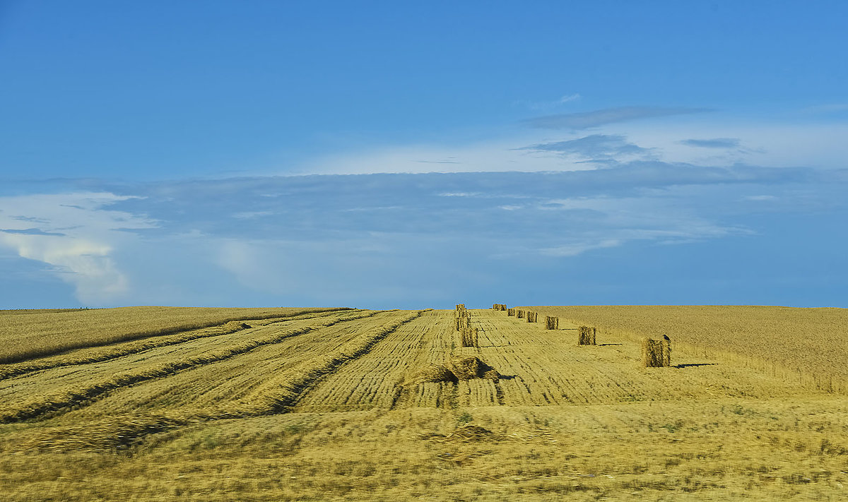 Хлебное поле - юрий Амосов Хлебное поле - юрий Амосов