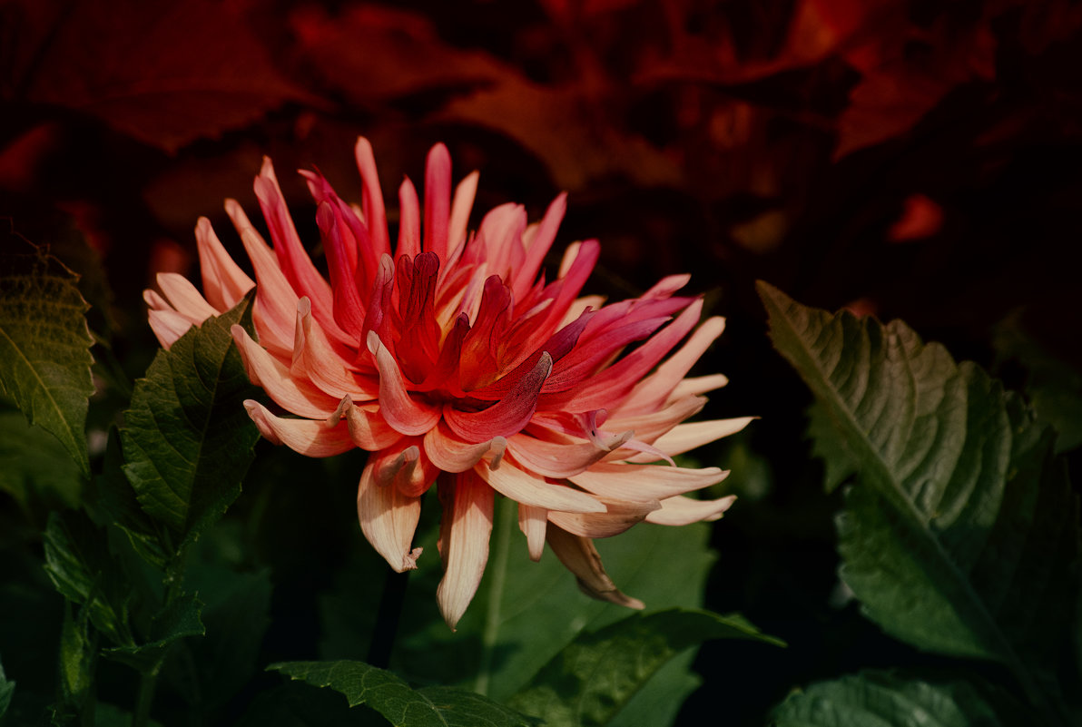 * - Владимир Кроливец