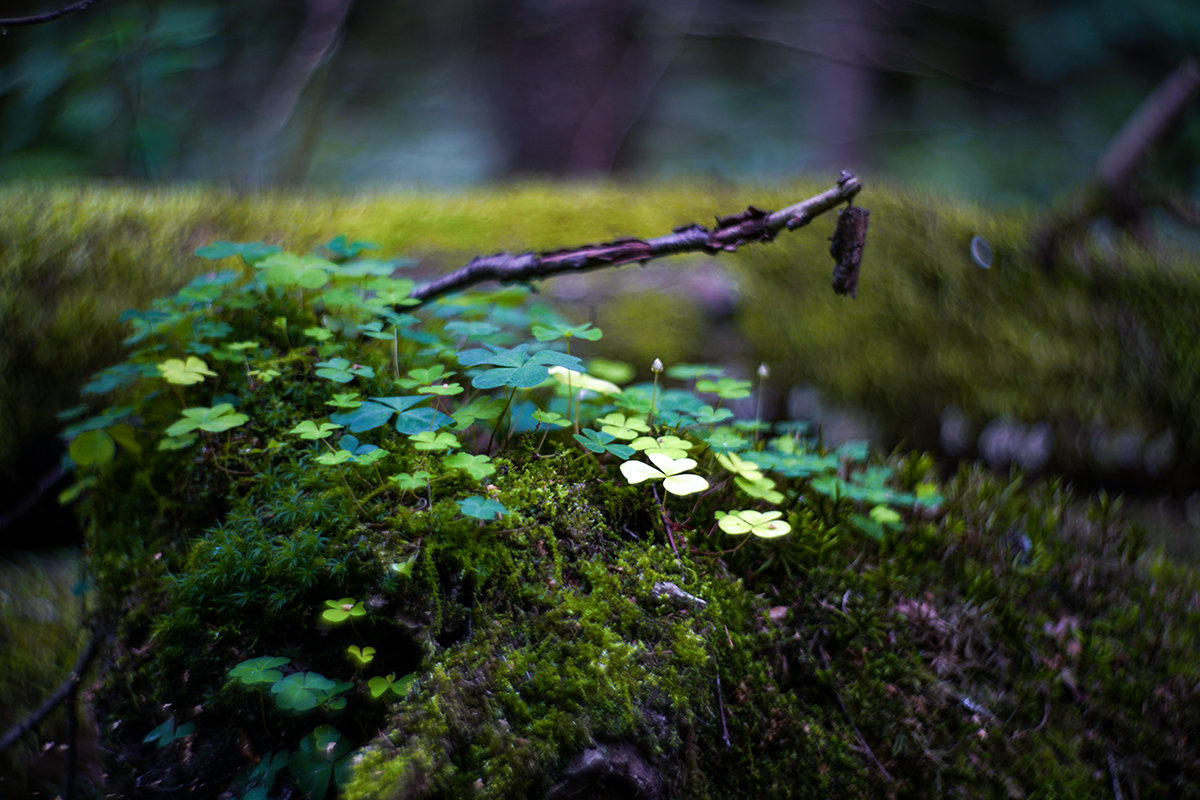 deep forest - Zinovi Seniak