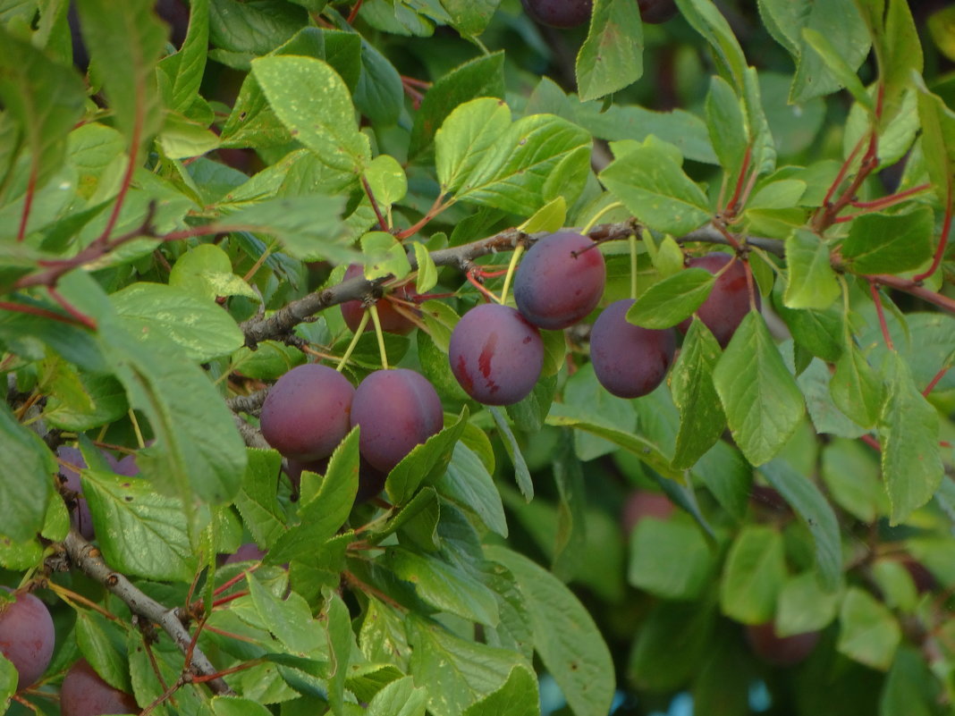 урожай... - Михаил Жуковский