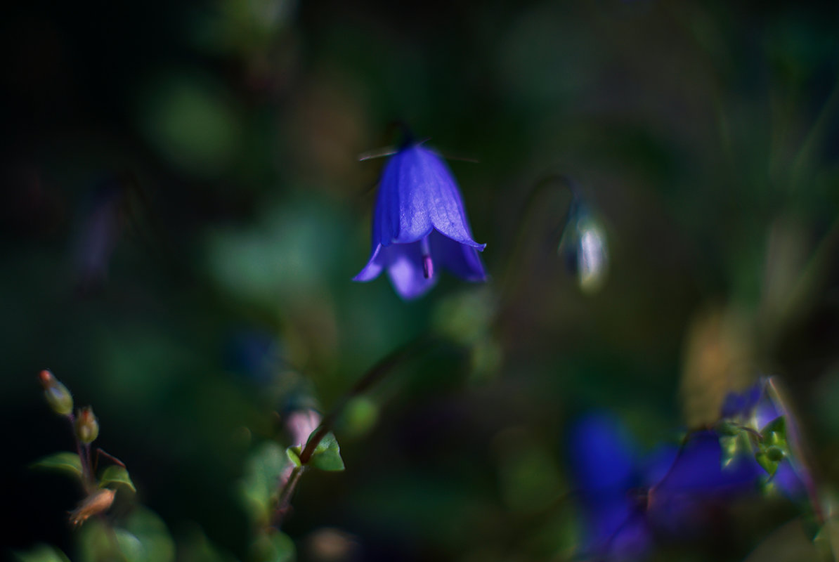 bluebells - Zinovi Seniak