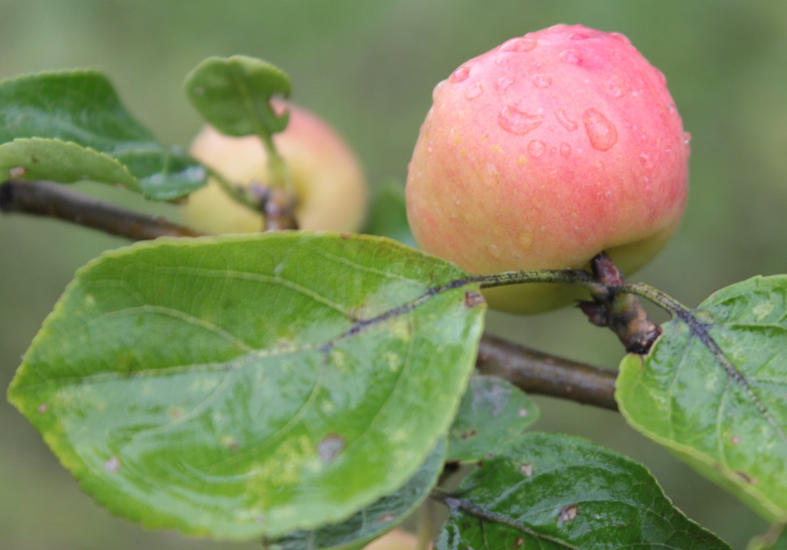 ранетки... - Юлия окладникова