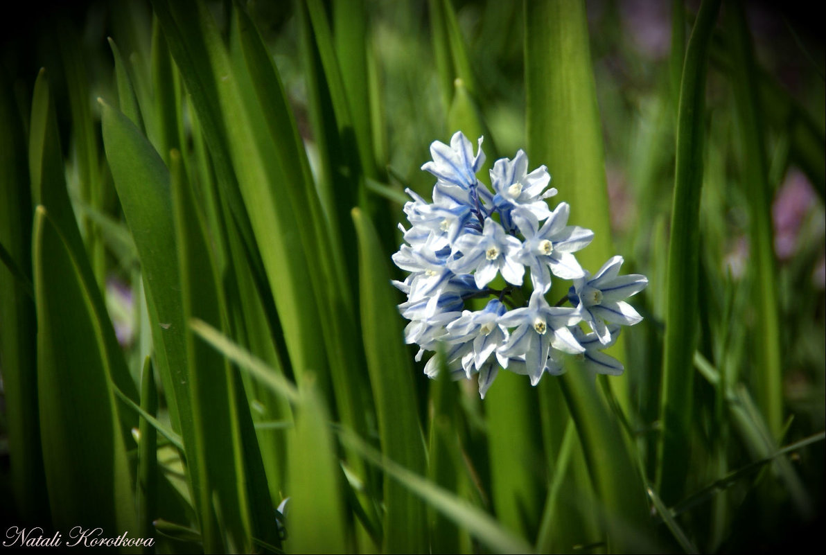 *** - Наталия Короткова