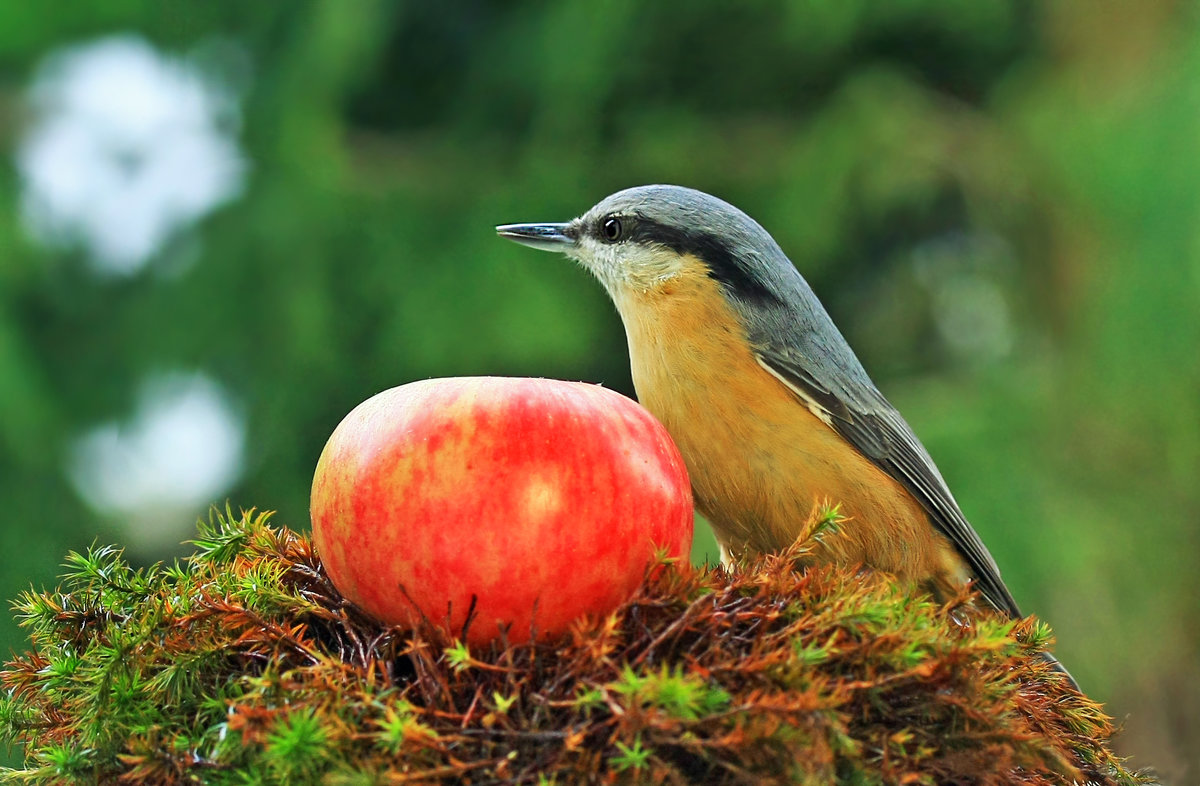 * - nikolas lang * - nikolas lang