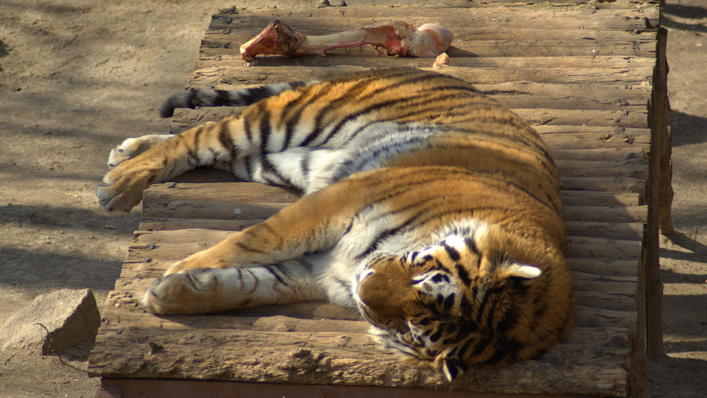 МЯСО НЕДОДАЮТ-НО КОСТИ ЕСТЬ - ira mashura МЯСО НЕДОДАЮТ-НО КОСТИ ЕСТЬ - ira mashura