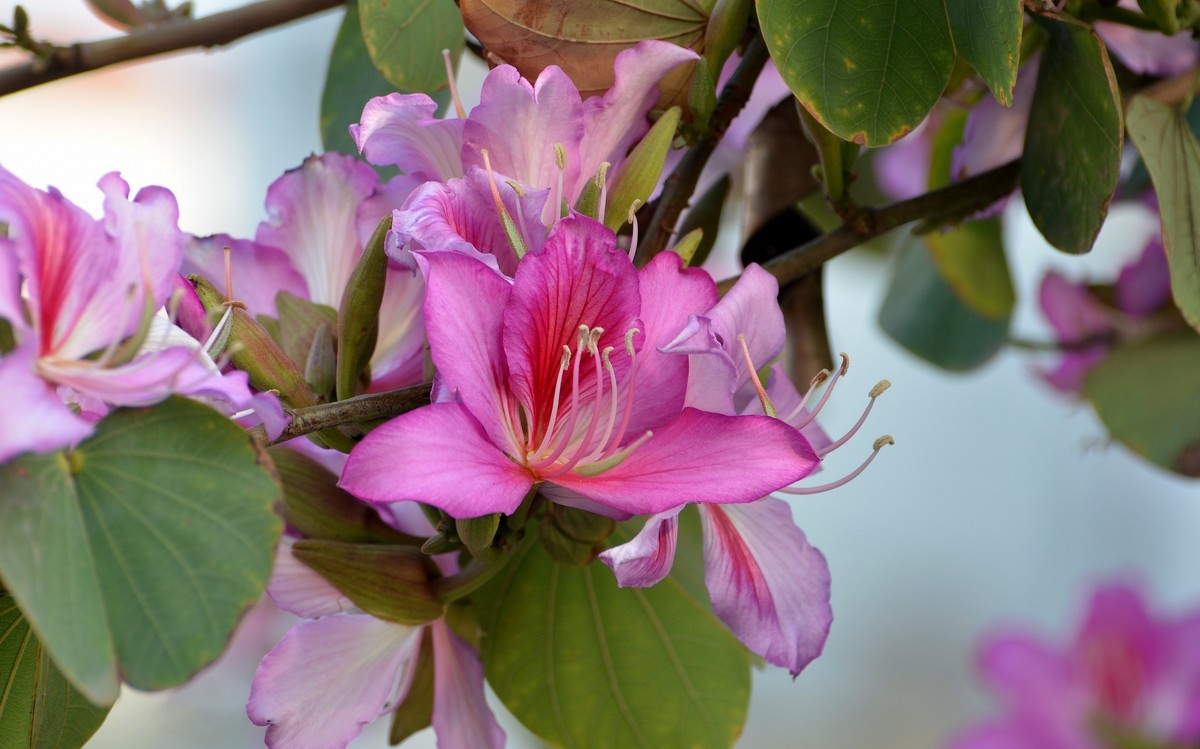 29.03.12 Баухиния пестрая (Bauhinia variegata) - Борис Ржевский