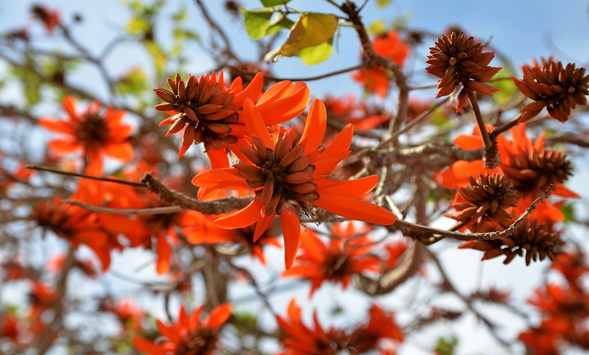 08.03.2013 Erythrina lysistemon (эритрина лисистемон), на иврите альмоган, коралловое дерево - Борис Ржевский