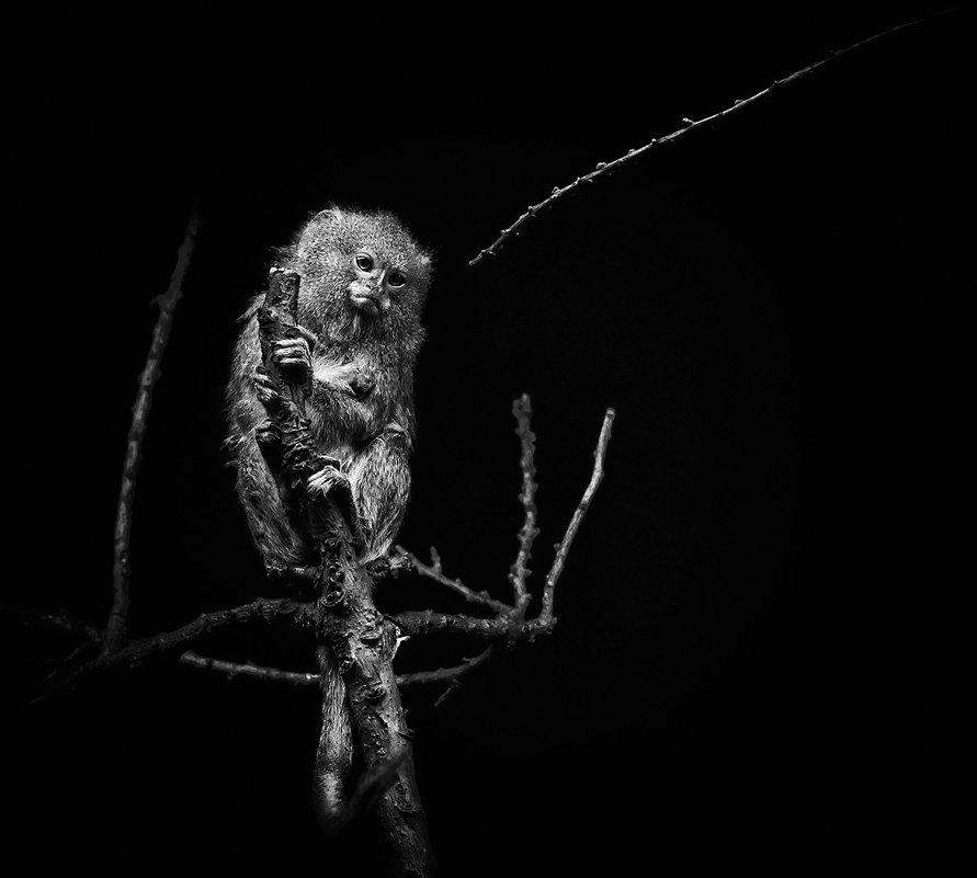 Вся мировая скорбь в глазах его. - Lidija Abeltinja