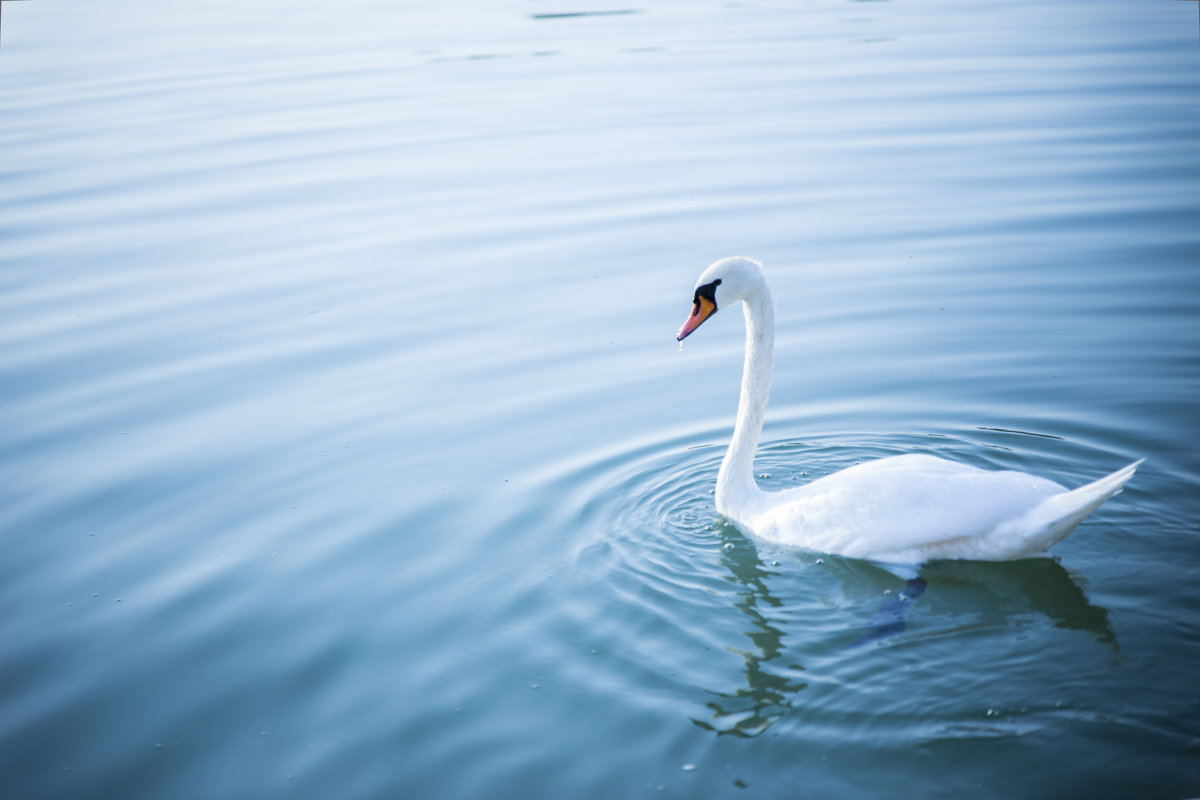 "Гадкий Утёнок" - Антон Кудряшов