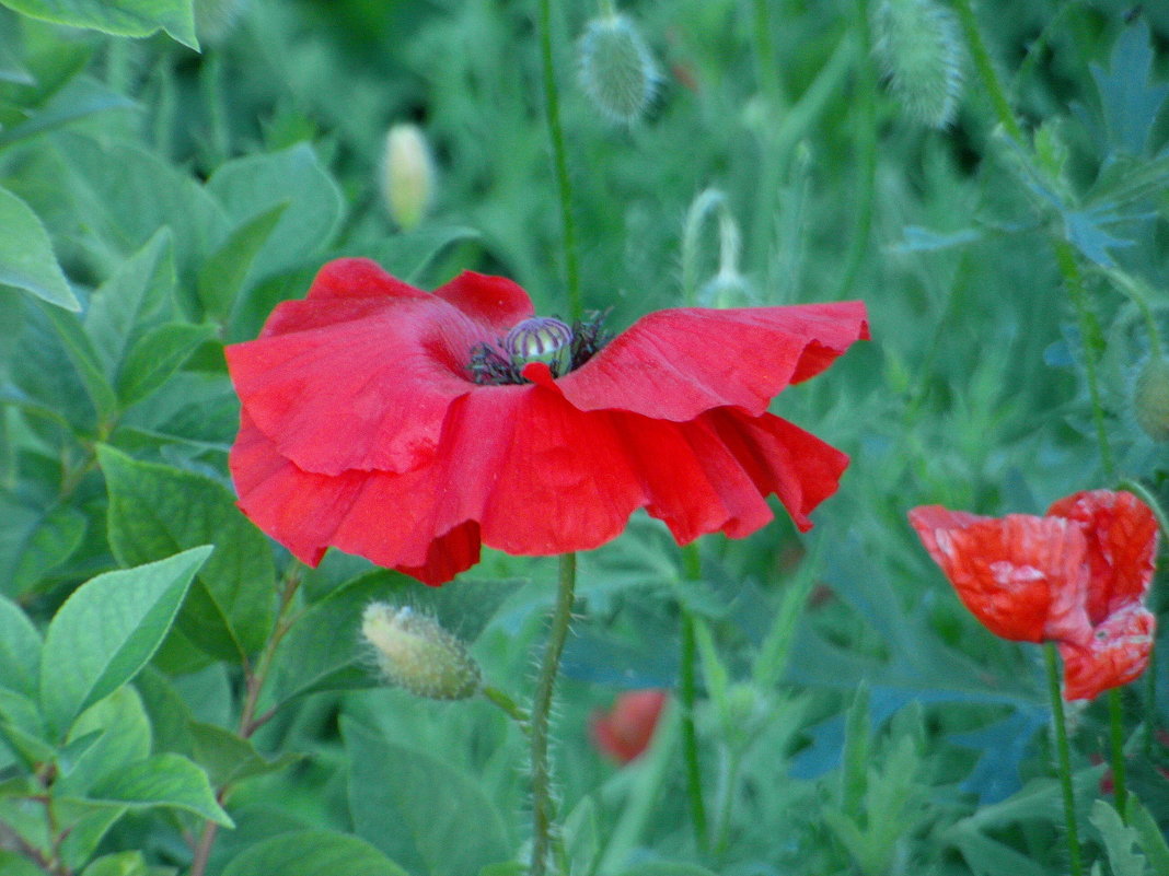 Алый. - nadyasilyuk Вознюк