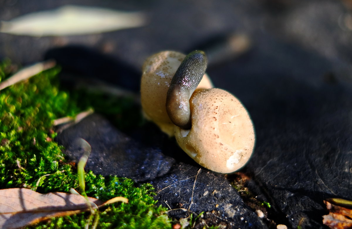Дождевик стал обедом. - Андрей 