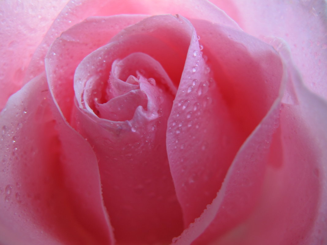 акварельный поцелуй... - Светлана акварельный поцелуй... - Светлана