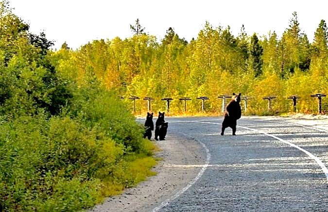 в ожидании попутки - Владимир 