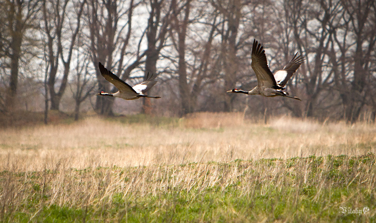 Серый журавль на бреющем полете - Виталий Латышонок