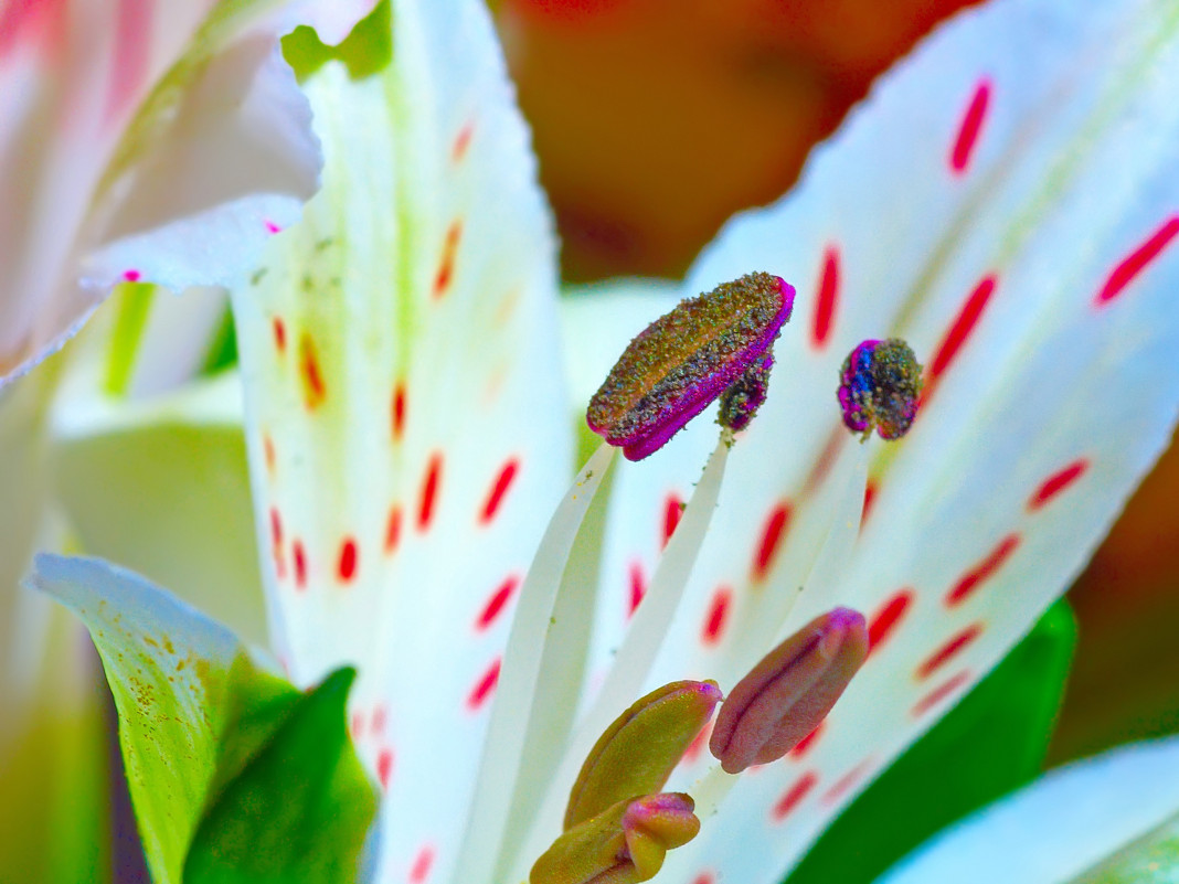 Цветок - Владимир Богославцев(ua6hvk)