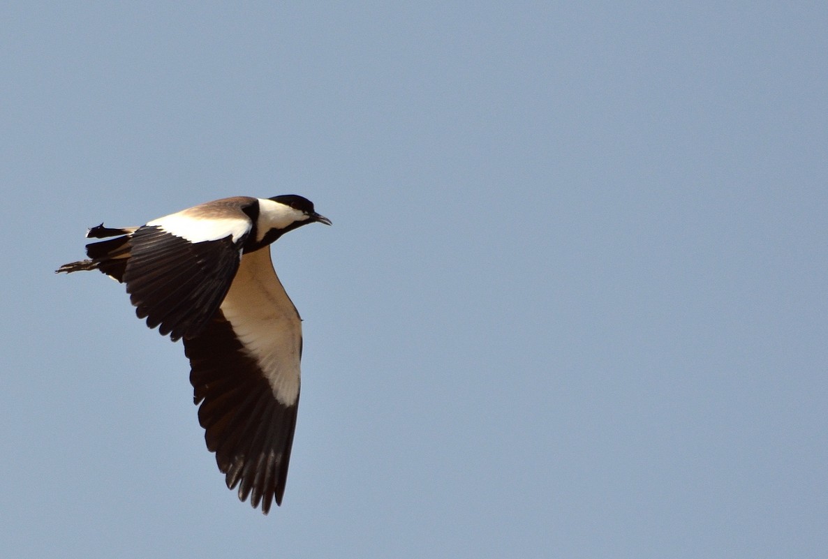 04.05.13 Шпорцевый чибис (Vanellus spinosus) в полёте - Борис Ржевский