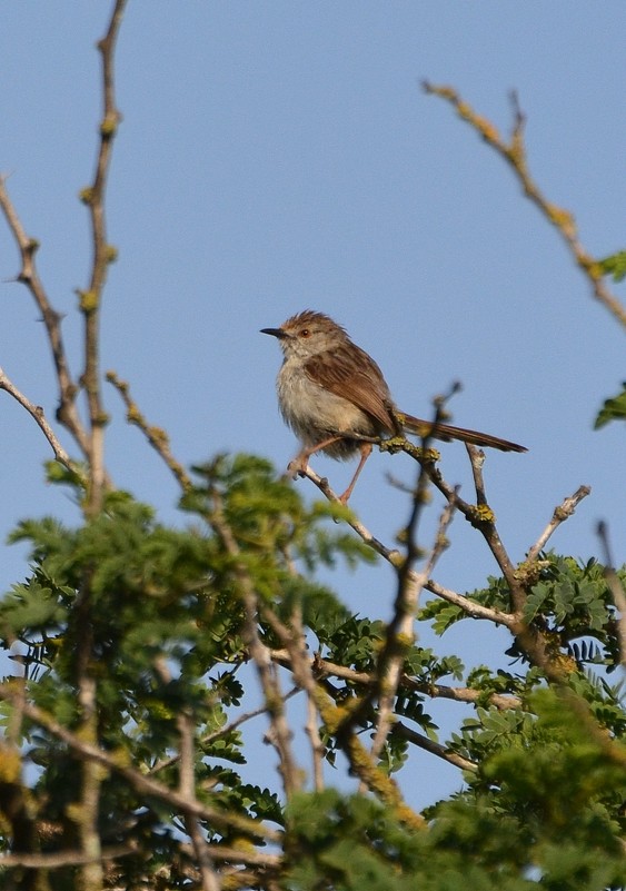 04.05.13 Изящная приния  - Prinia gracilis  (на иврите - пашош) - Борис Ржевский