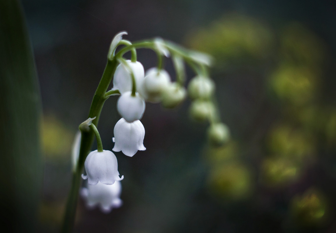 Lily of the valley - Наталья Сыпкина