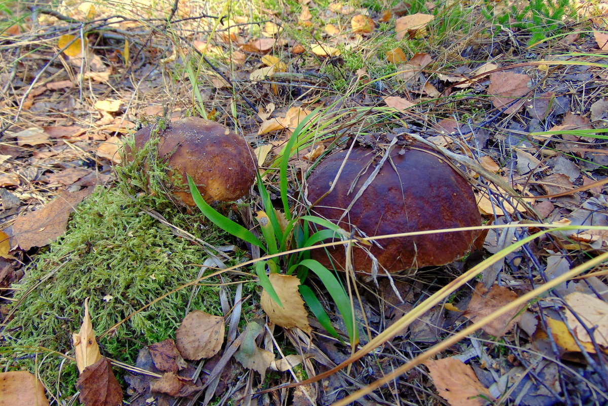 Боровики. - Валентина Удачина
