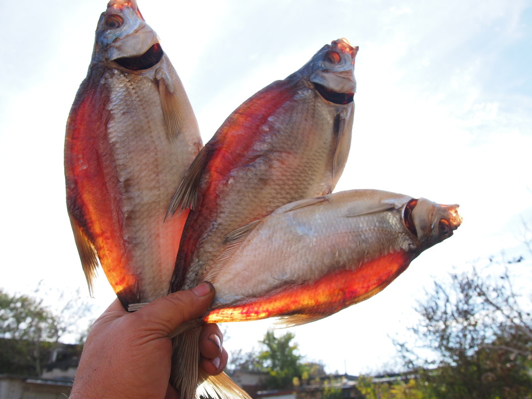 Донские светлячки.Хоть и не гуманно,но очень аппетитно. - БОРИС ЯКИНЦЕВ 