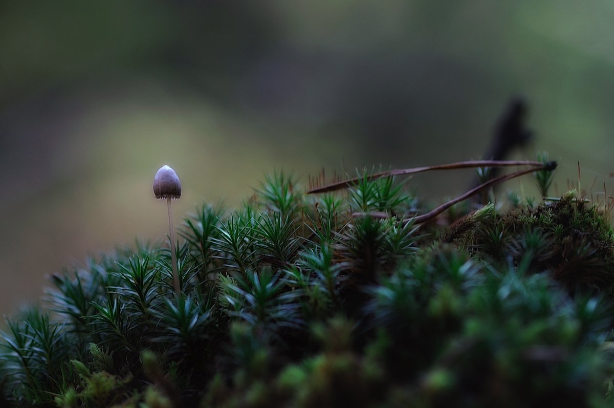 ....... - Natali-C C