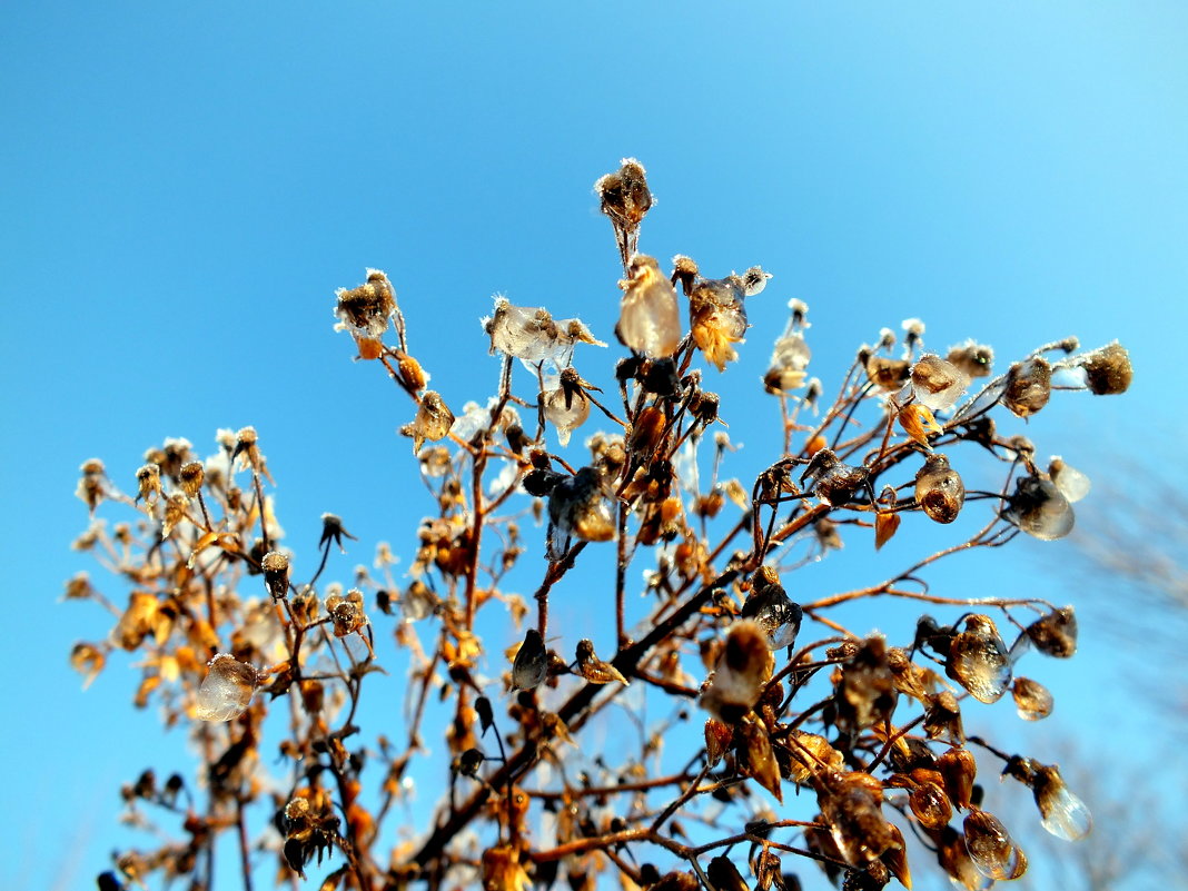 хрустальная ветка - Александр Прокудин