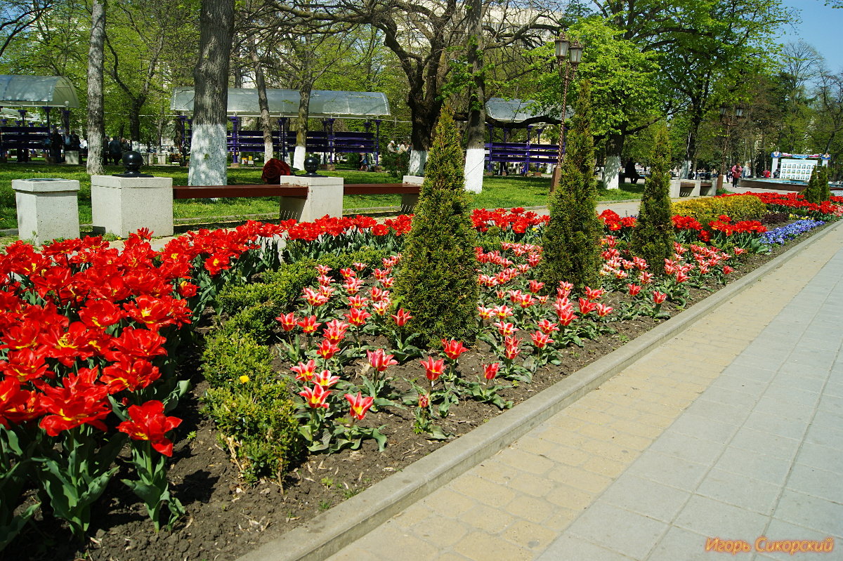 Городские клумбы - Игорь Сикорский