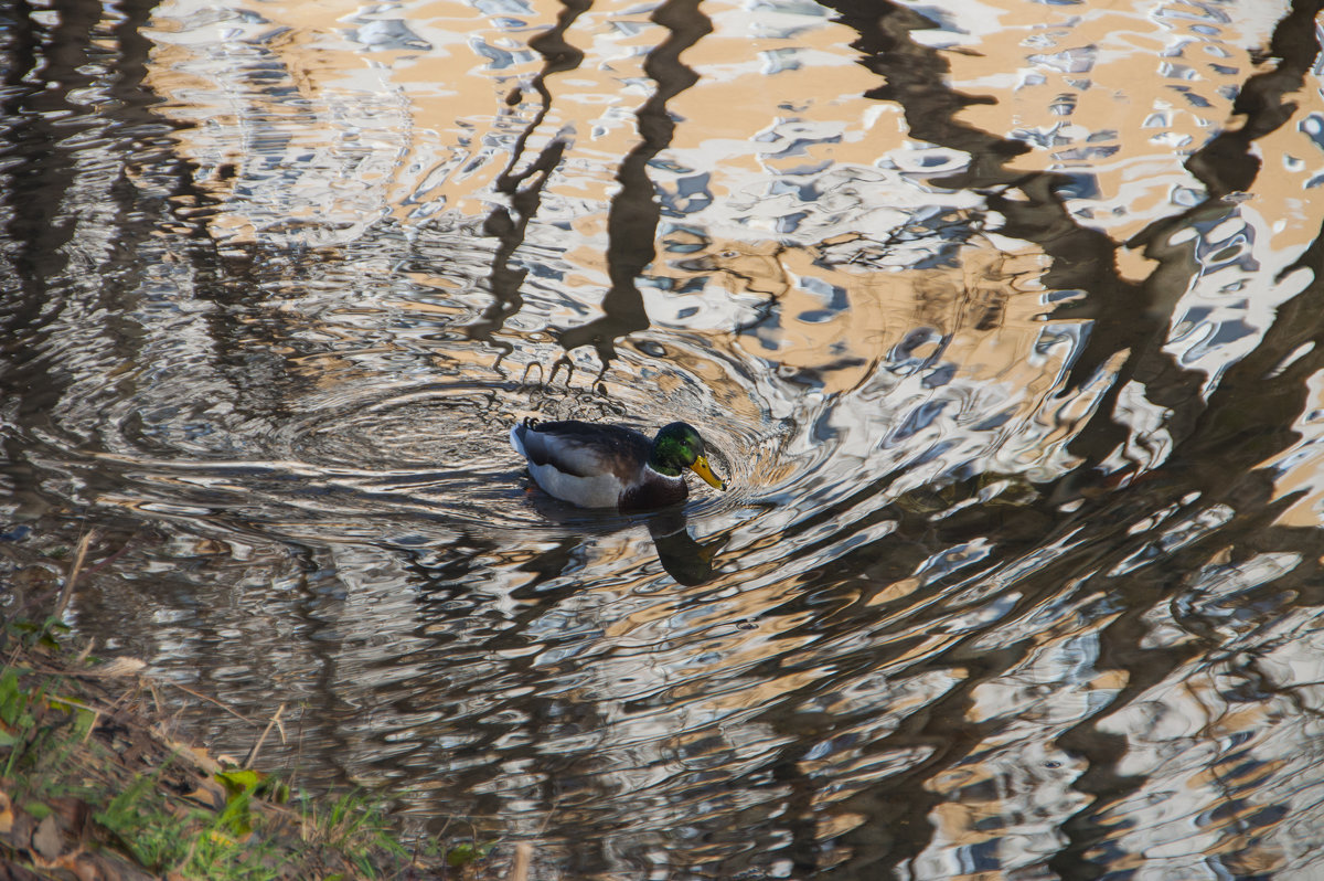 Осенью - marmorozov Морозова