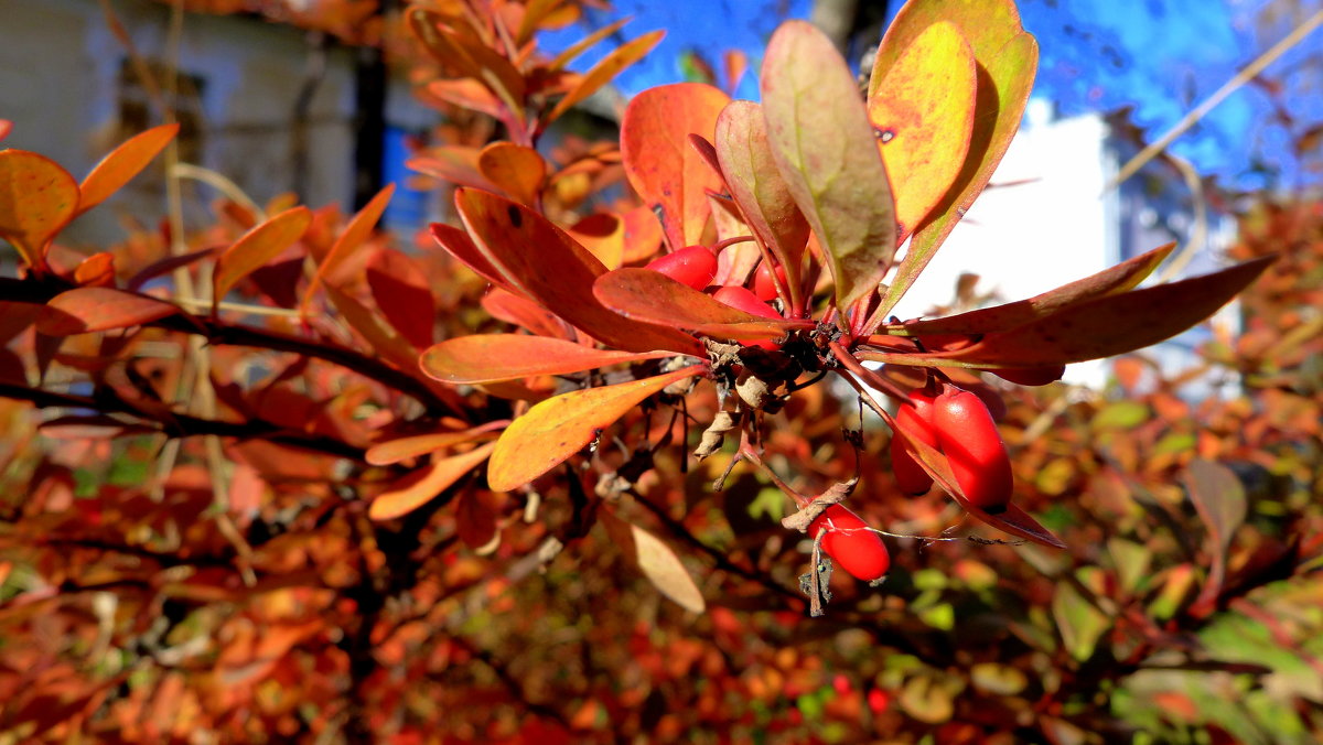 красно-желтый куст - Александр Прокудин