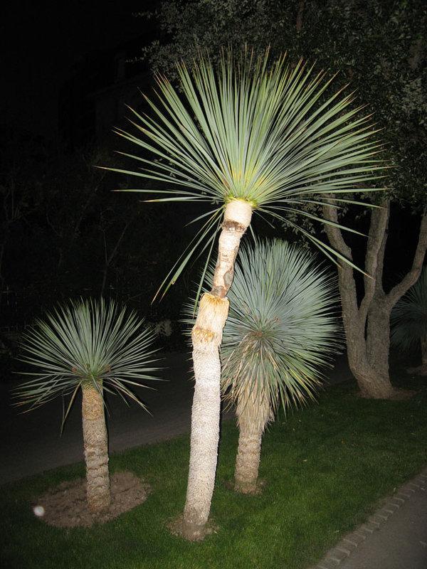 АЛЛЕЮ МЫ УКРАСИЛИ... - СОФИЯ БЕЛКА АЛЛЕЮ МЫ УКРАСИЛИ... - СОФИЯ БЕЛКА