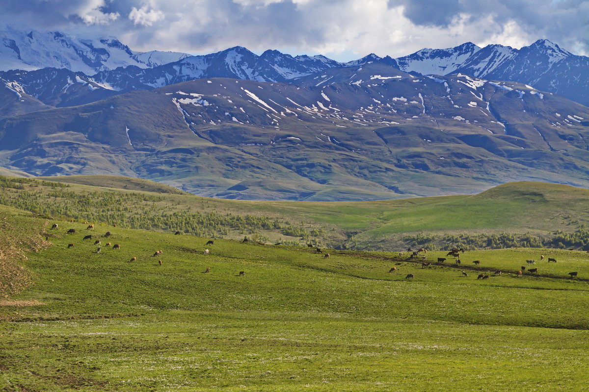 Коровки и альпийские луга - M Marikfoto
