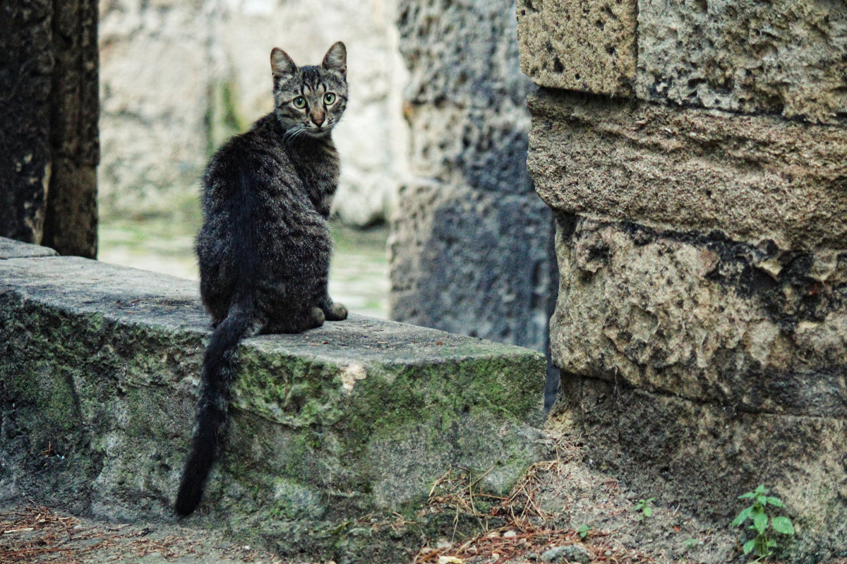 Кошки на улицах Феодосии - Ксения Старикова