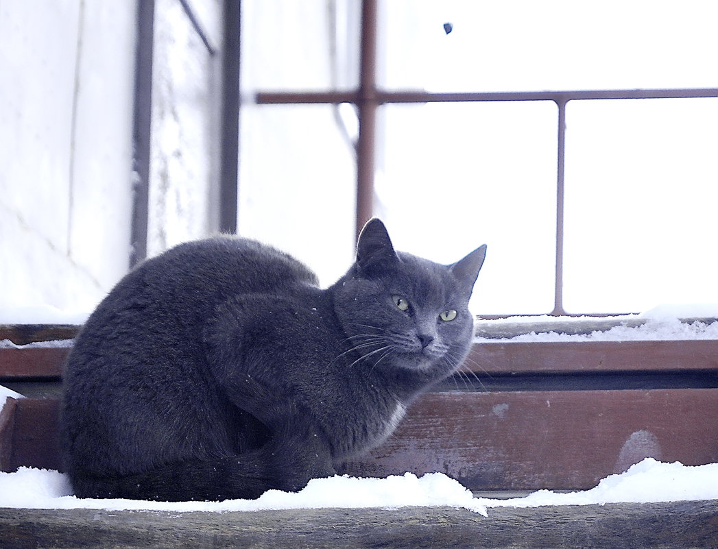 Нельзя валенки носить. Не в чем к миленькой сходить. - A. SMIRNOV Нельзя валенки носить. Не в чем к миленькой сходить. - A. SMIRNOV
