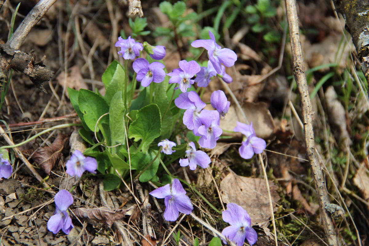 Фиалка коротковолосистая - Viola hirta L. - Инна Кузнецова