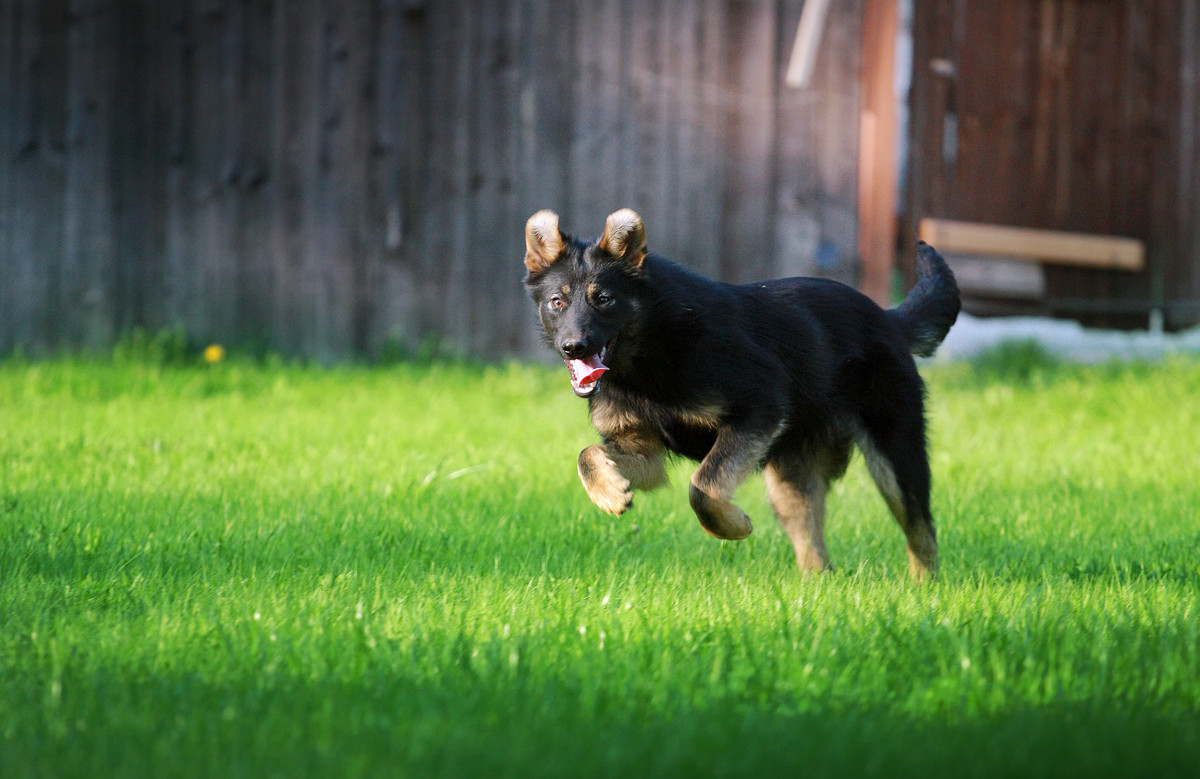 Кармен - Валерия Халангот
