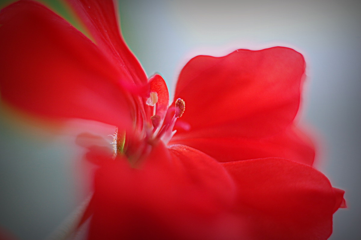 Цветочек - Настенька Пшеничная Цветочек - Настенька Пшеничная
