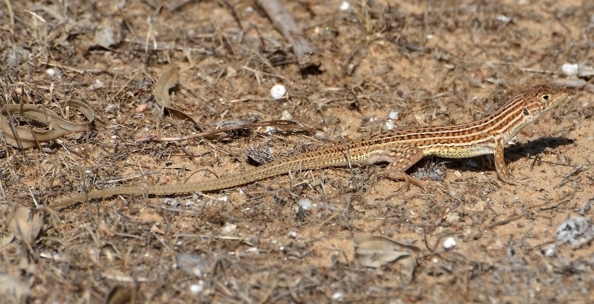 14.05.13  Гребнепалая ящерица Шрейбери (Acanthodactylus schreiberi), семейство Настоящие ящерицы - Борис Ржевский