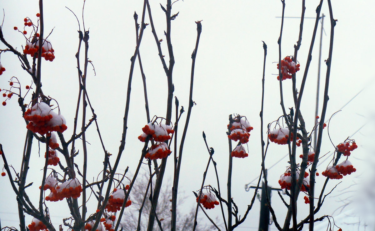 Рябина в снегу - Vasilisa Vasileva