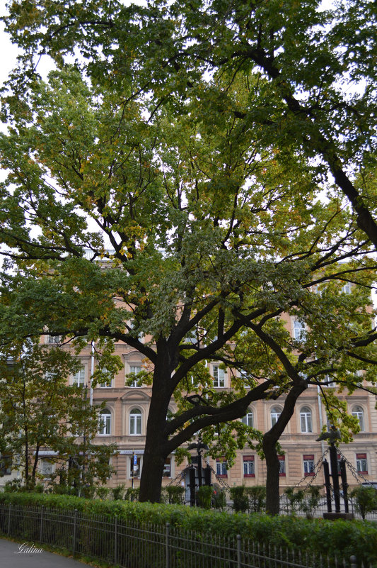 Дуб - Галина Galyazlatotsvet