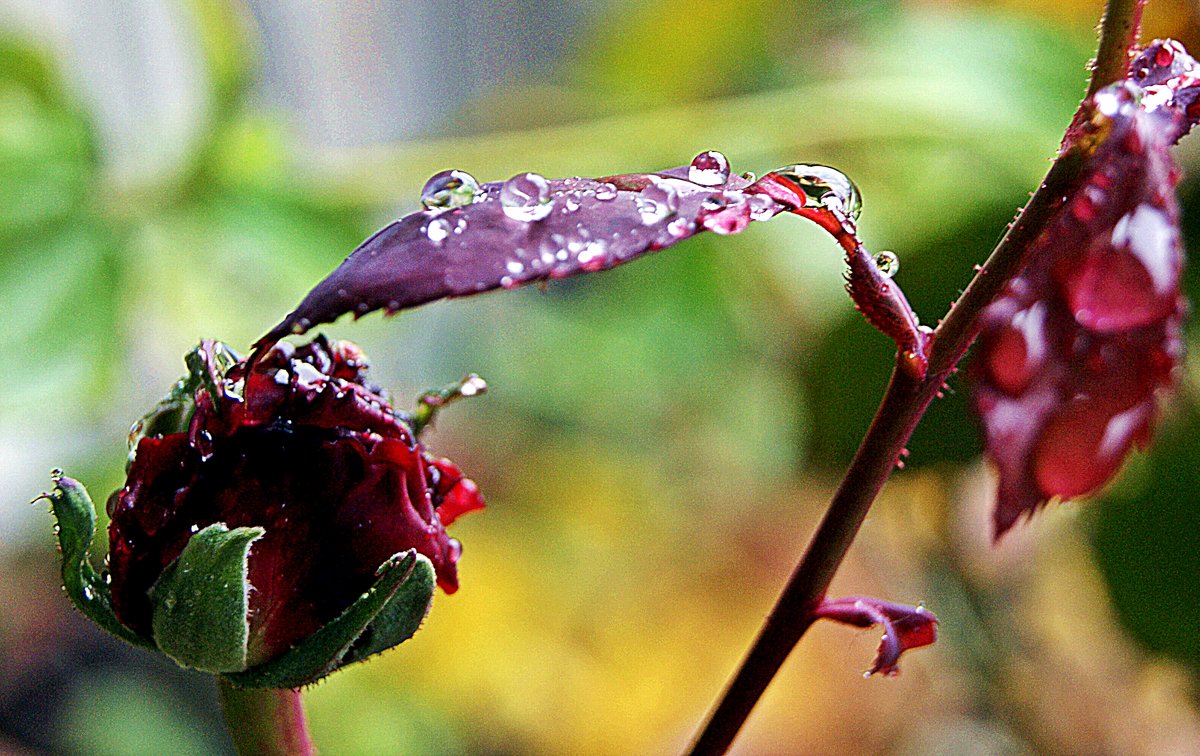 дождь идет... - Александр Корчемный дождь идет... - Александр Корчемный