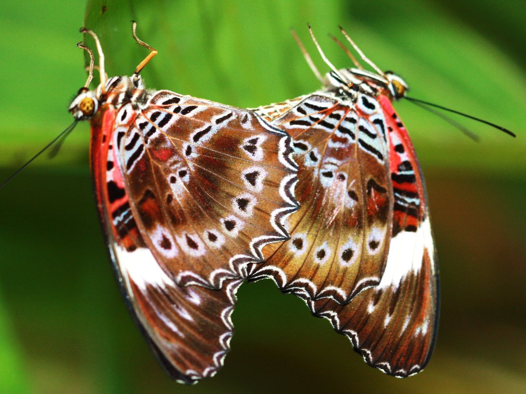 Red Lacewing(cetrosia chrysippe),Красная Златоглазка, - Антонина 