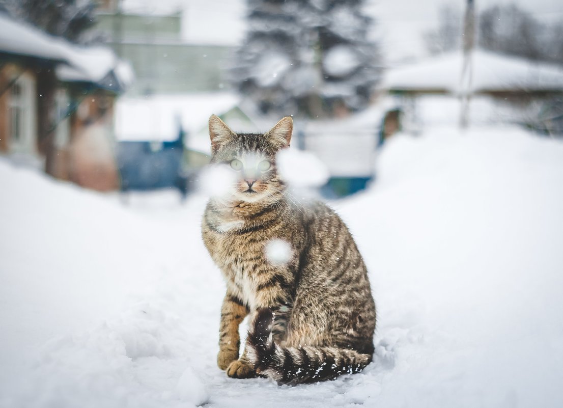 Кот - Юрий Гребенюк